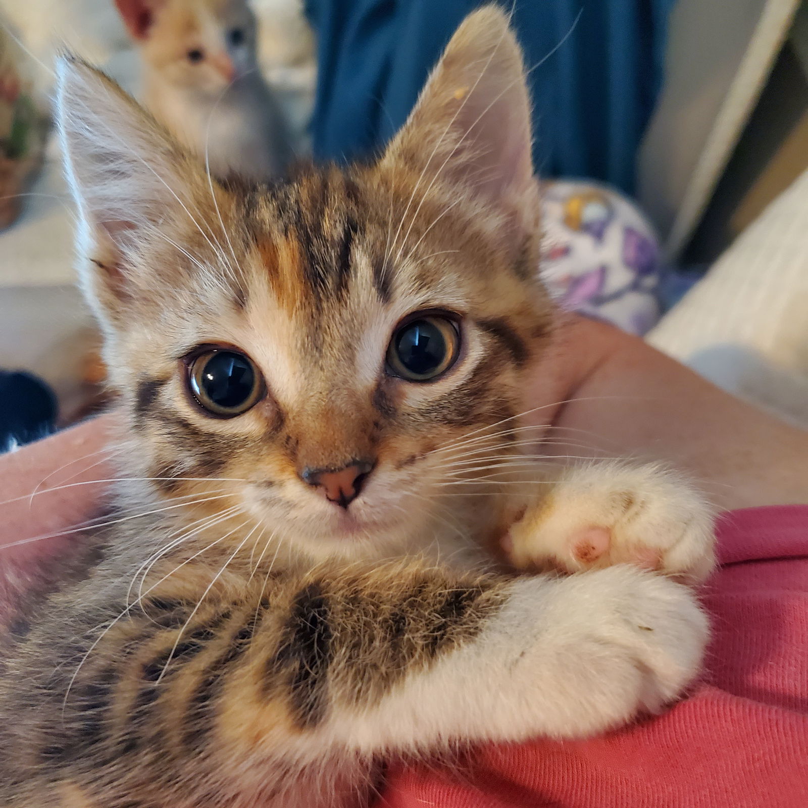 Juki  Domestic Short Hair Female