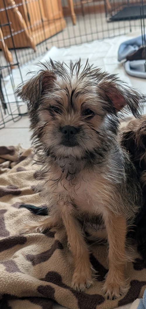 Frankie
