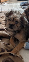 Frankie