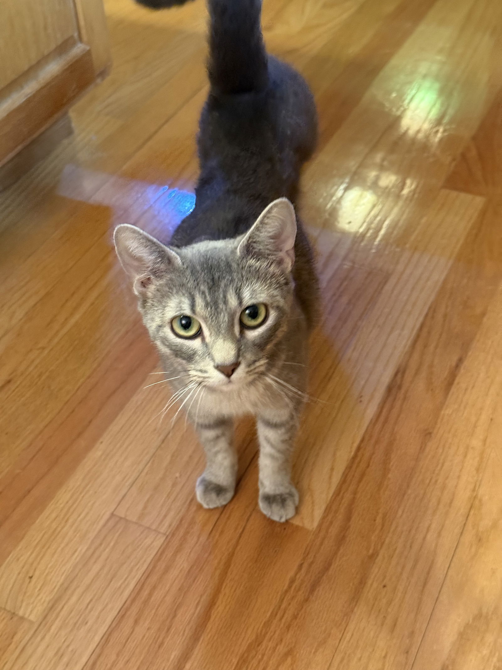 Alexa  Domestic Short Hair (short coat) Female