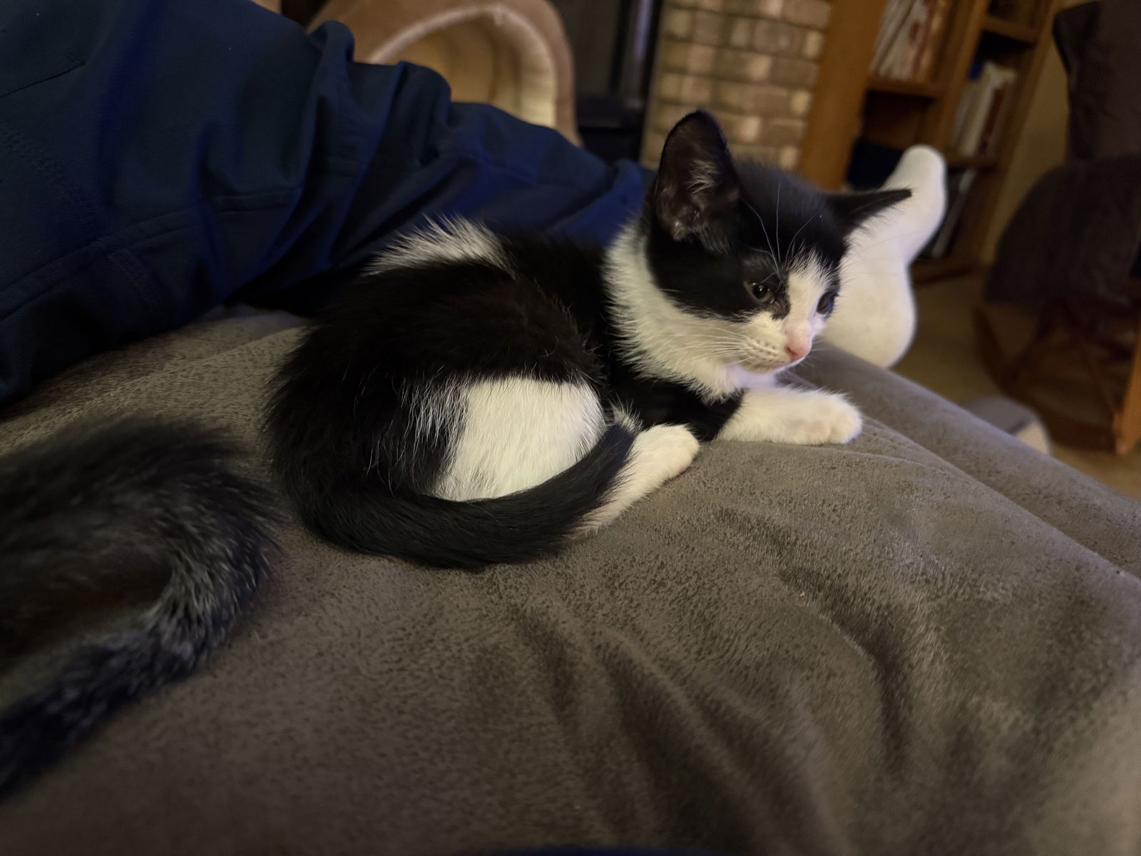 Alex  Domestic Short Hair (short coat) Male