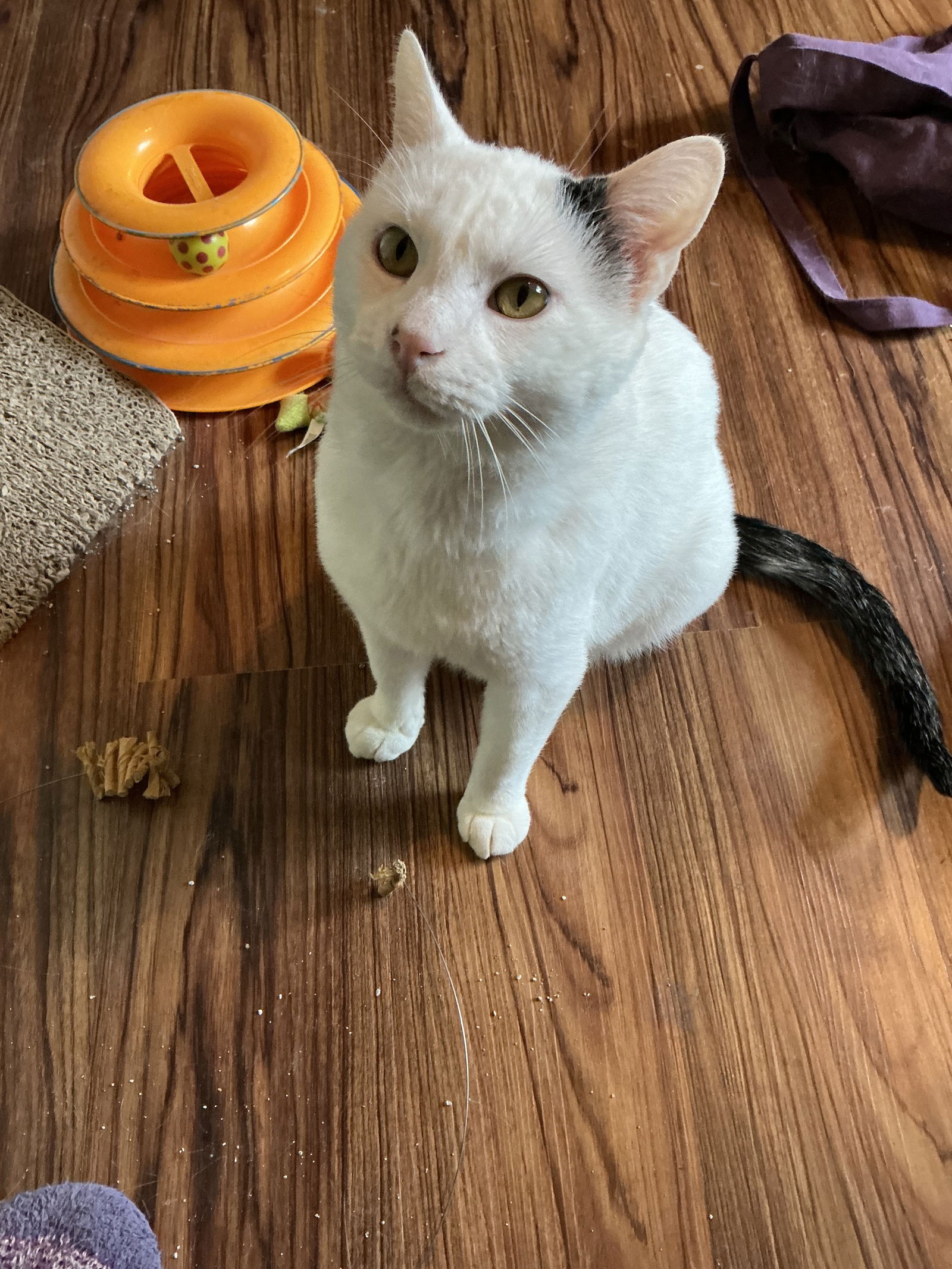 Devon  Domestic Short Hair (short coat) Male