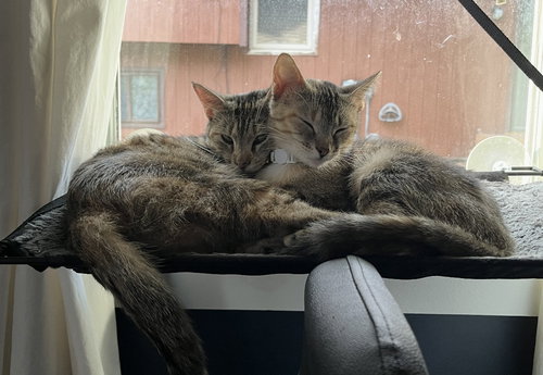 picture of the cat needing adoption