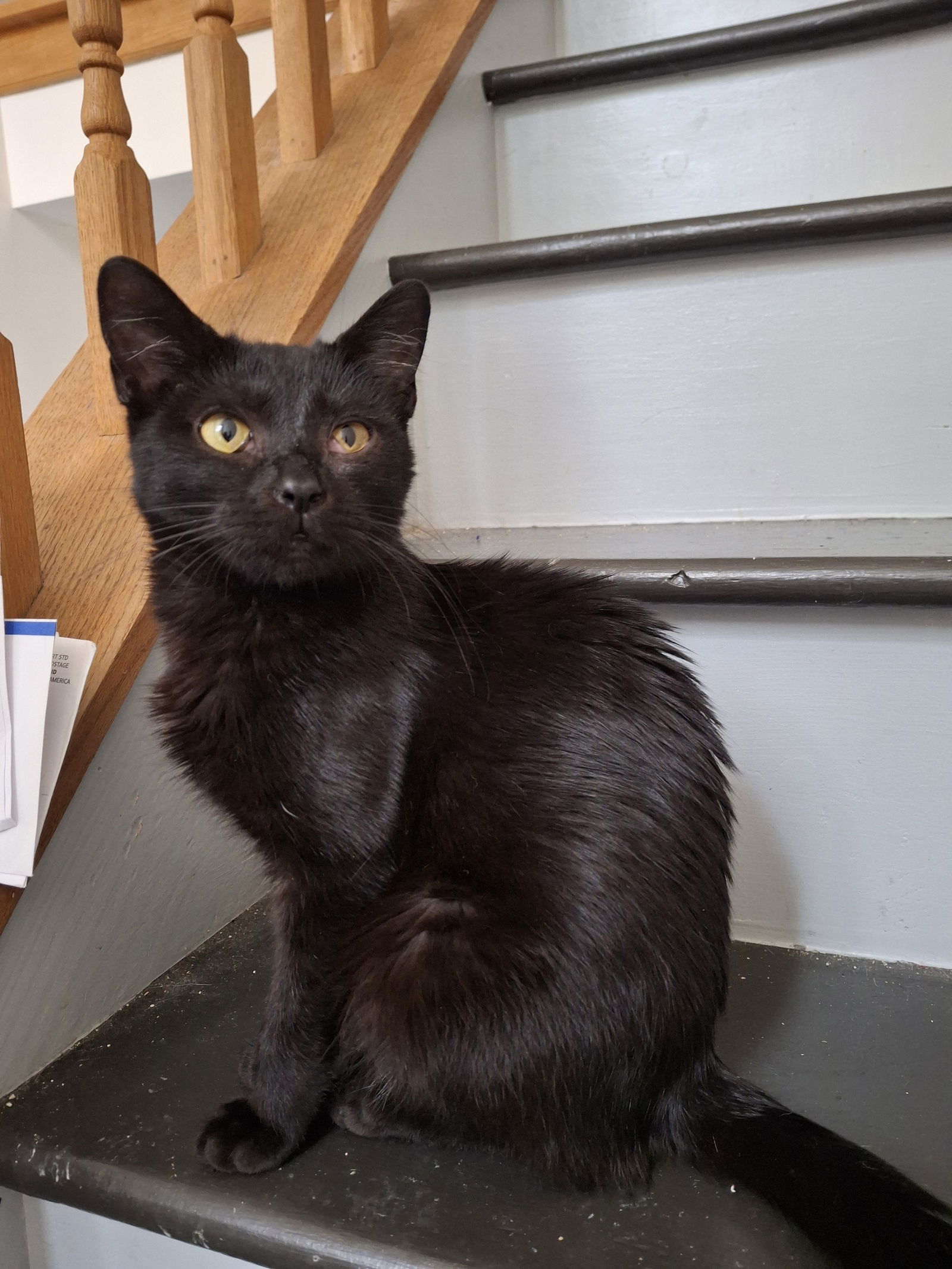 Jeremiah  Domestic Short Hair (short coat) Male