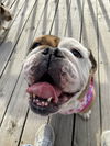 Eloise