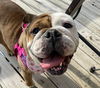 adoptable Dog in  named Eloise