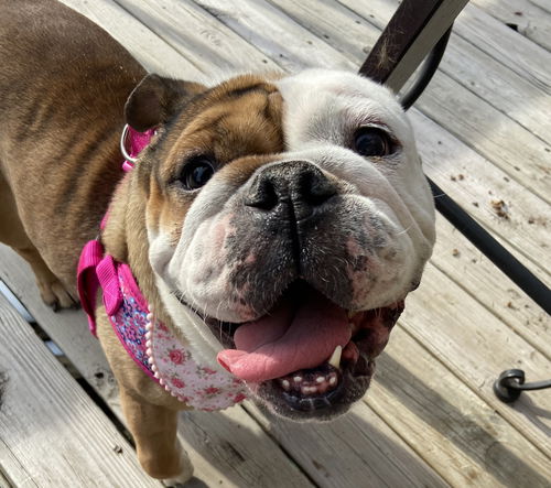 Eloise