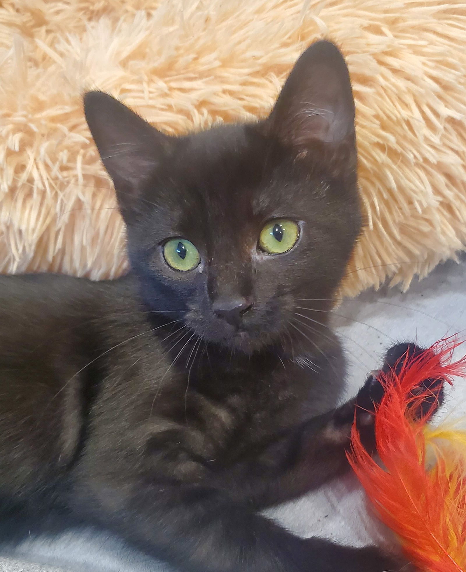 String Bean  Domestic Short Hair (short coat) Female