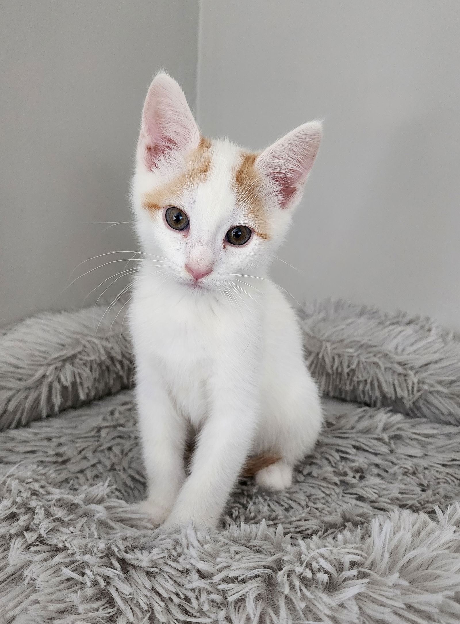 Allen  Domestic Short Hair (short coat) Male