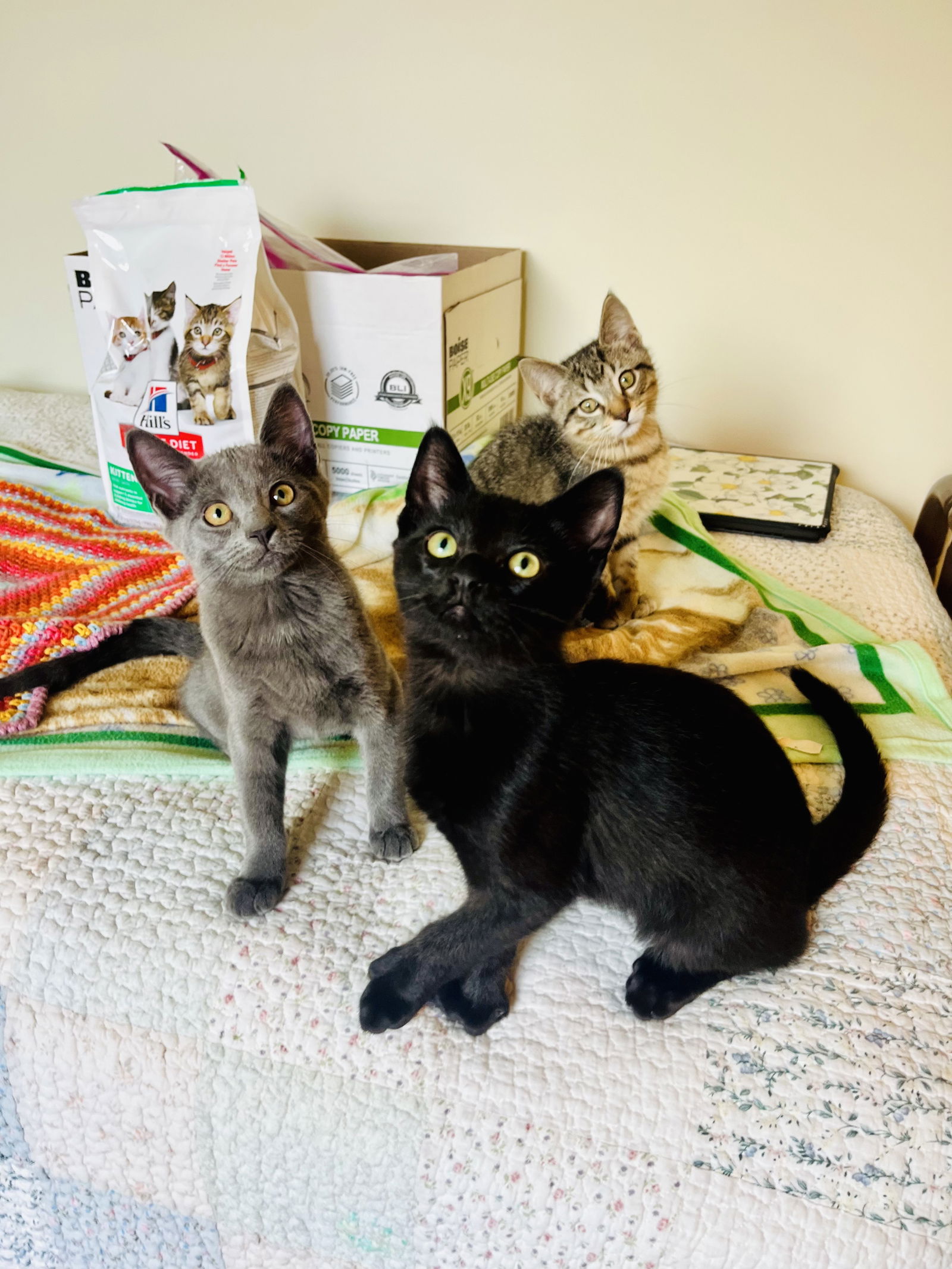 Bradford (polydactyl)  Domestic Short Hair (short coat) Male
