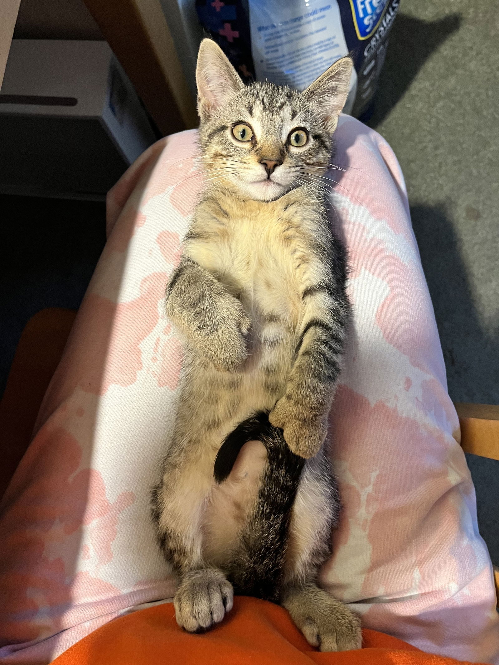 Connor (Polydactyl)  Domestic Short Hair / Tabby (short coat) Male