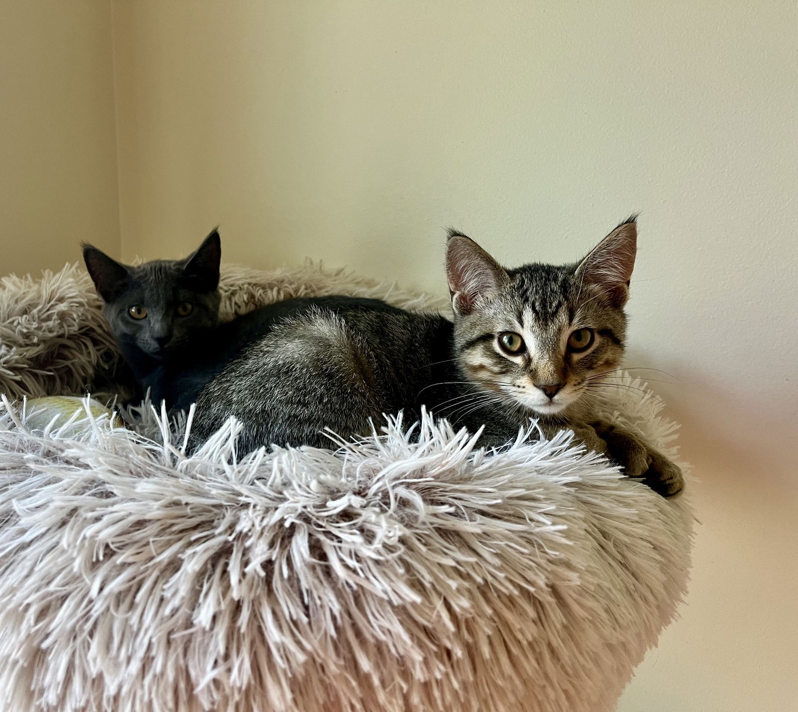 Connor (Polydactyl)  Domestic Short Hair / Tabby (short coat) Male