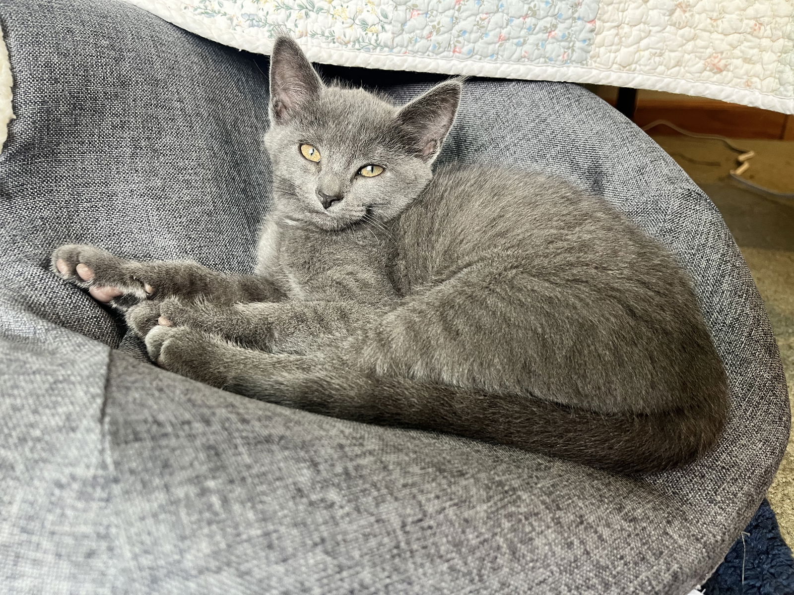 Roma  Domestic Short Hair (short coat) Female