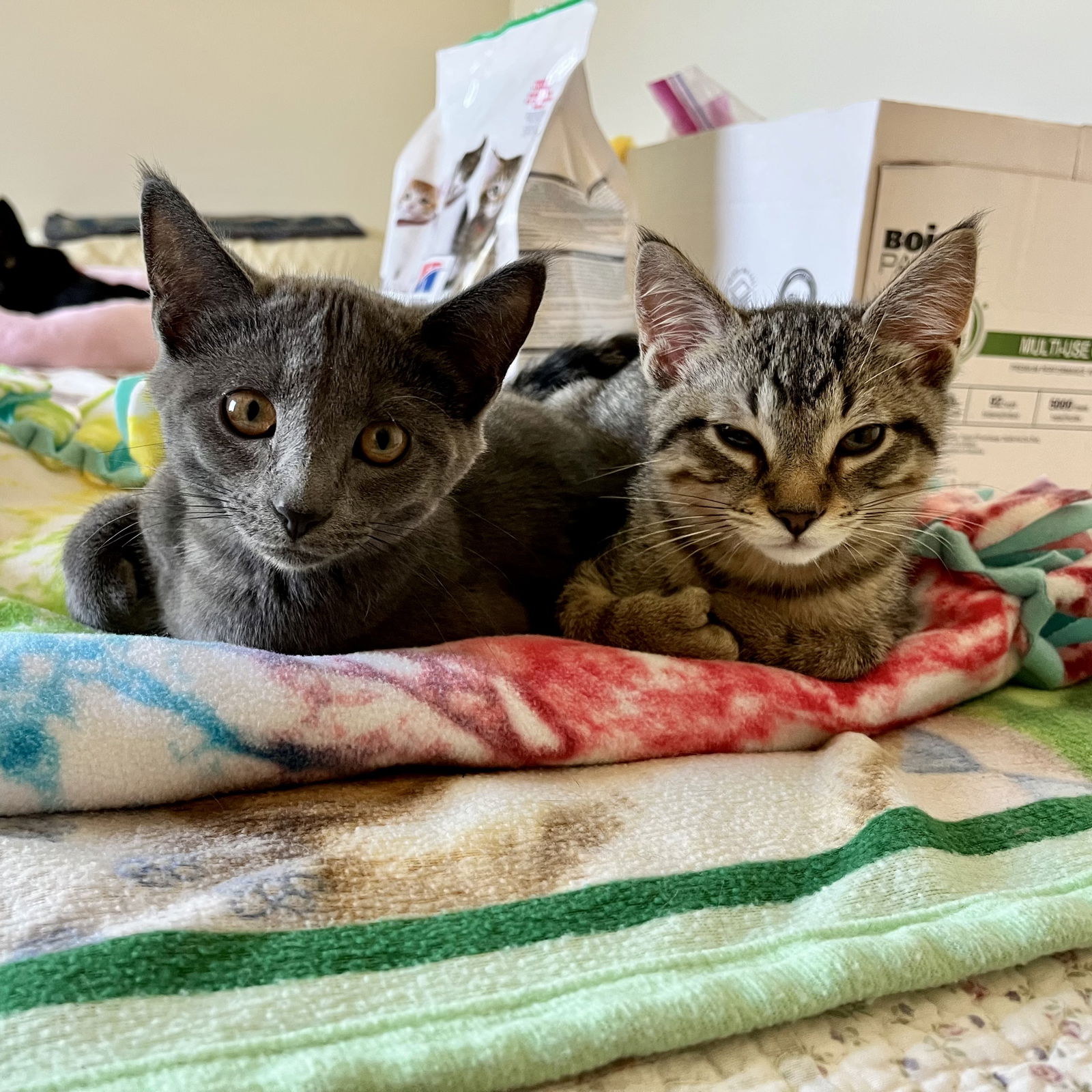 Roma  Domestic Short Hair (short coat) Female