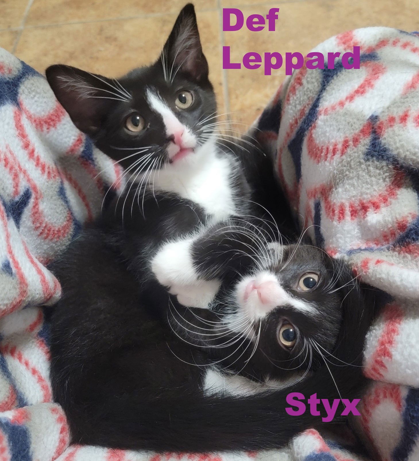 Styx & Def Leppard (*bonded pair)  Domestic Short Hair (short coat) Female