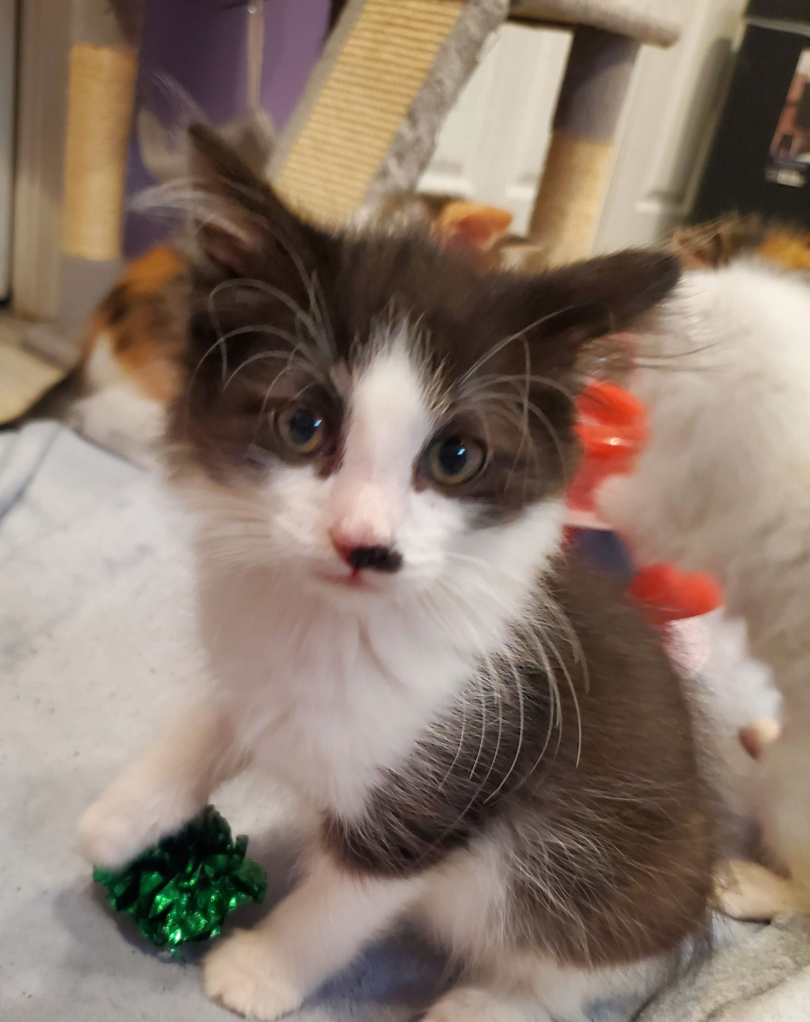 Chuckles  Domestic Long Hair (long coat) Male