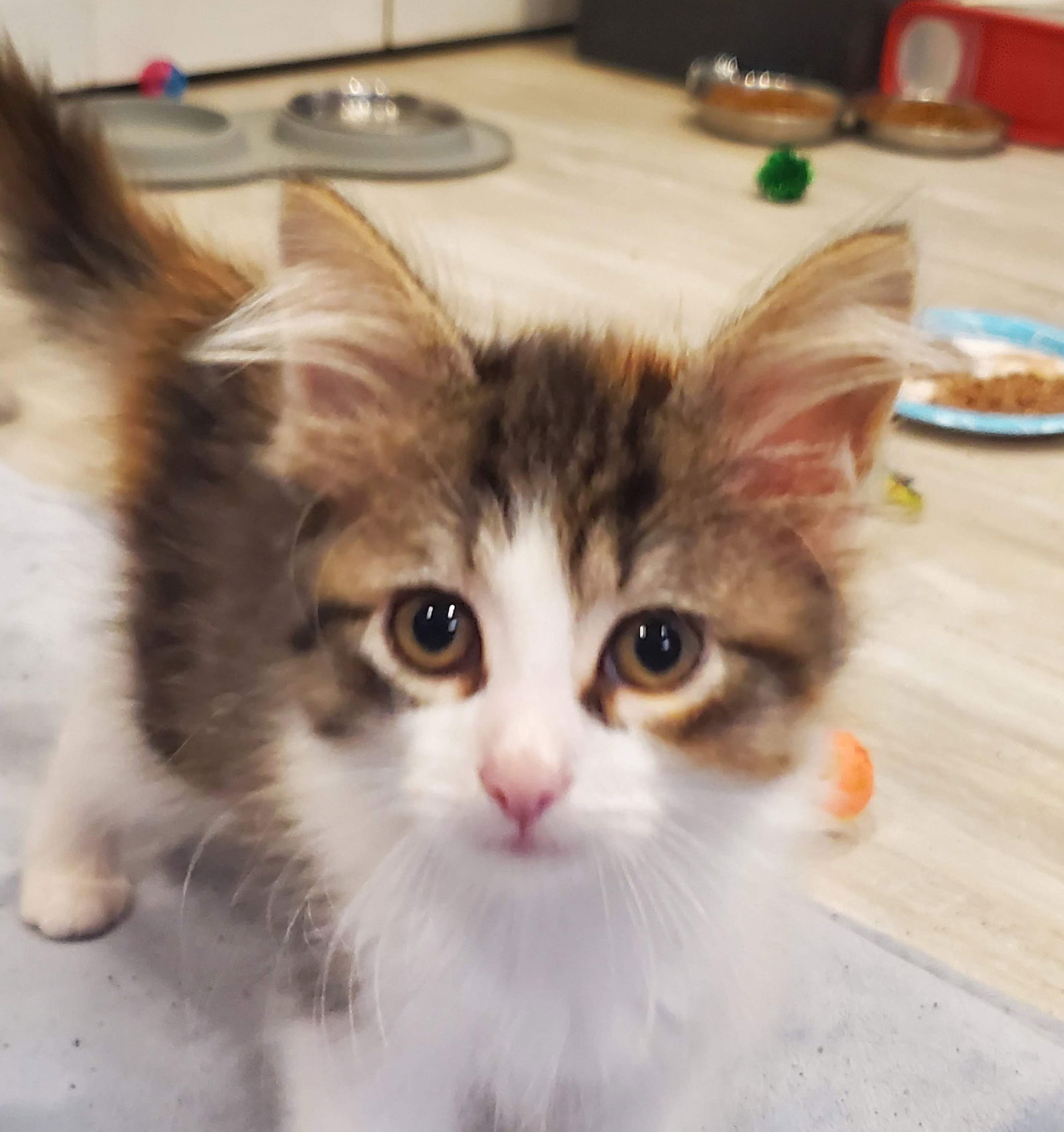 Chicklet  Domestic Long Hair (long coat) Female