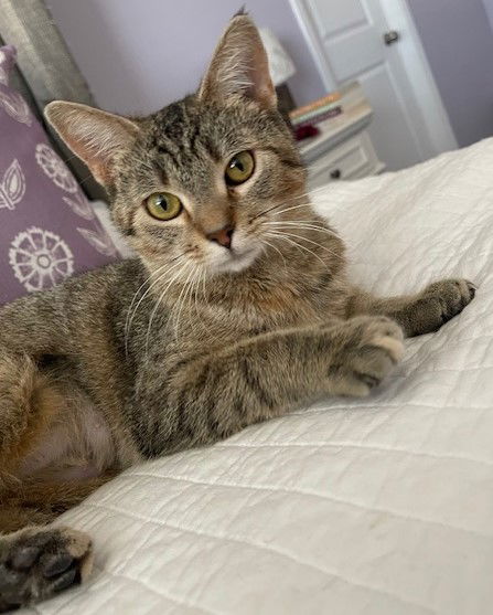 Rose  Domestic Short Hair (short coat) Female