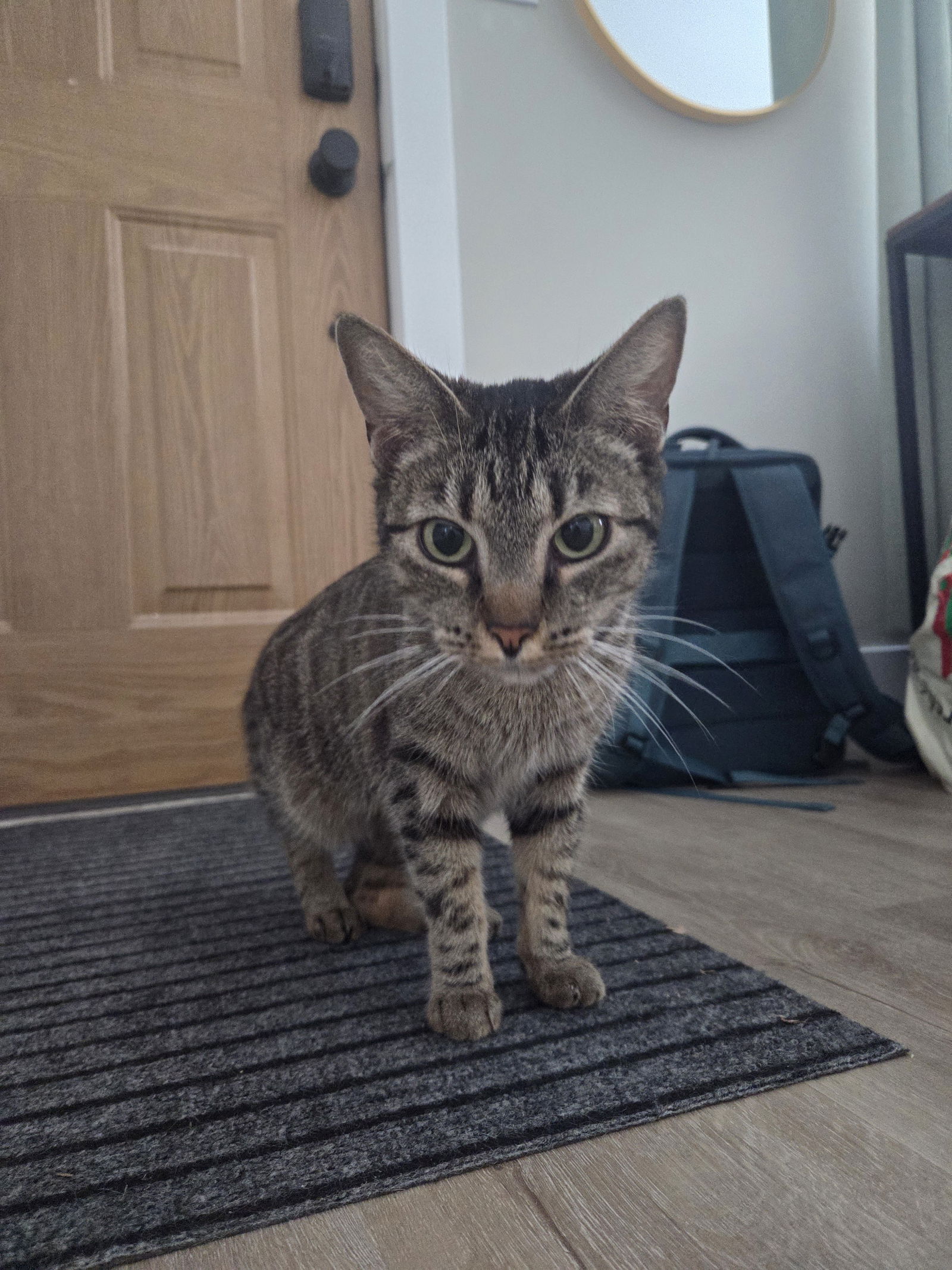 Rosey  Domestic Short Hair (short coat) Female