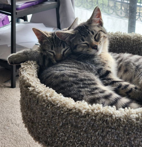 Lucky and Ducky (bonded siblings)