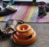 Lucky and Ducky (bonded siblings)