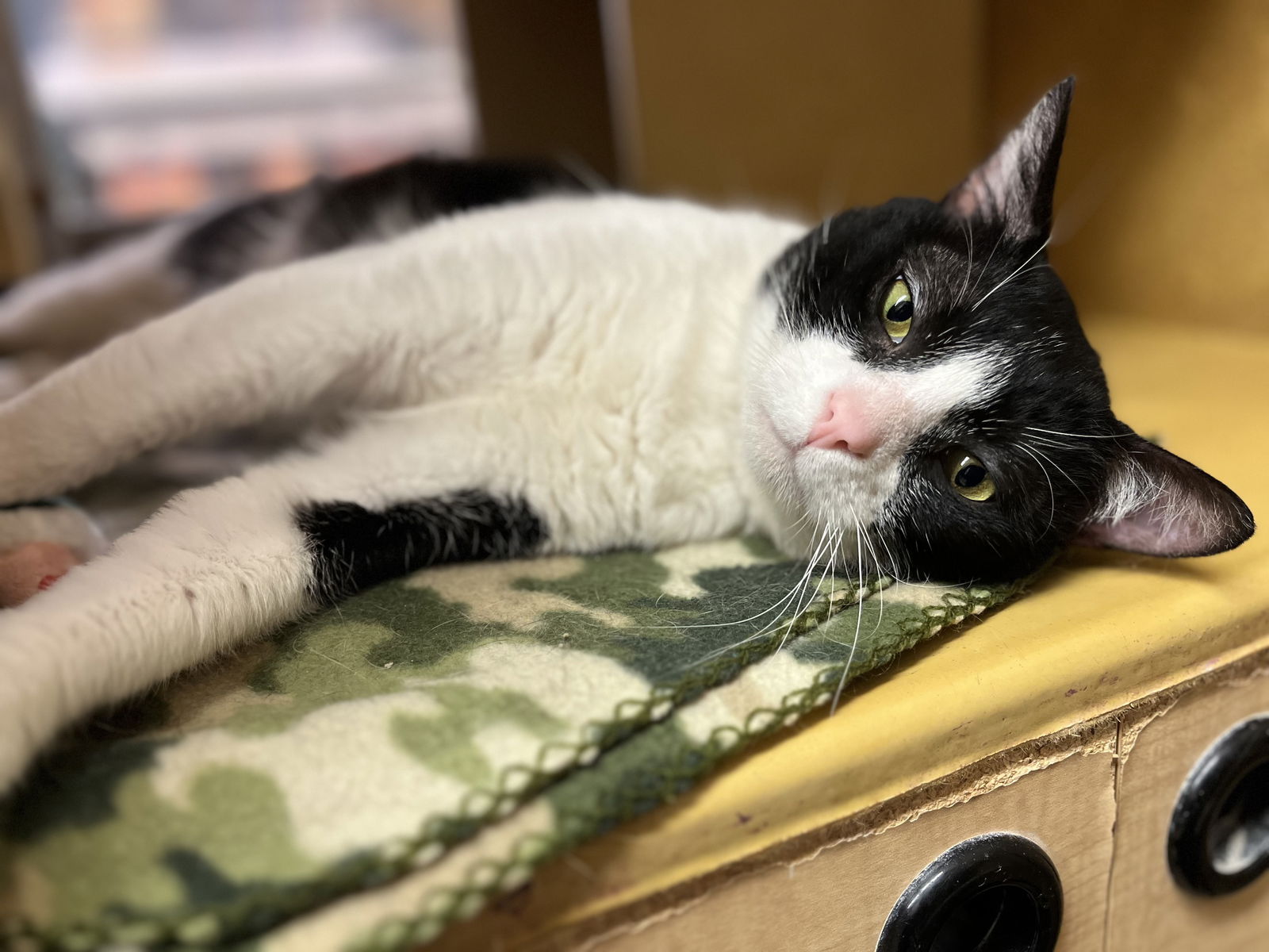 Burton  Domestic Short Hair (short coat) Male