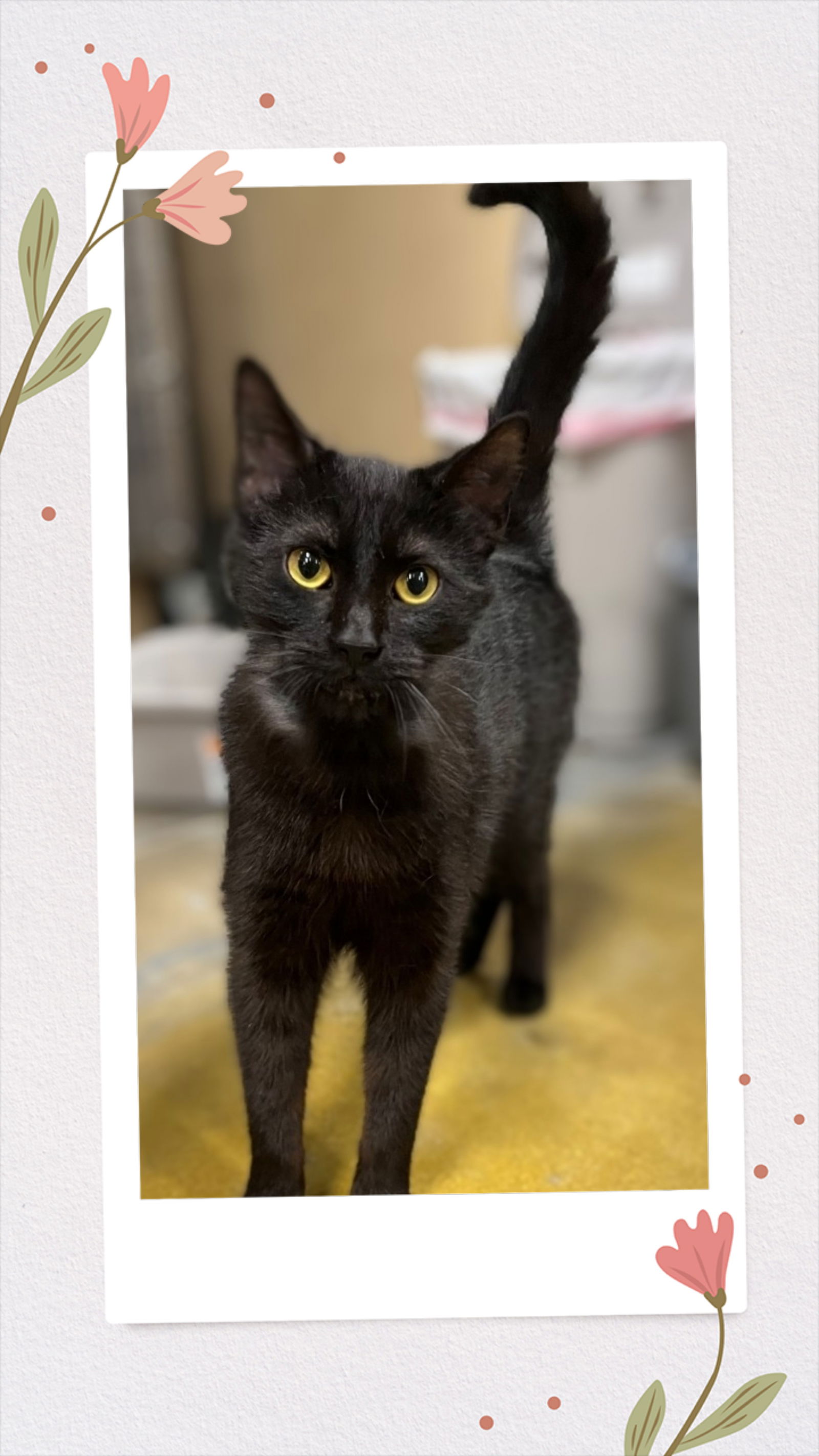 Garbanzo  Domestic Short Hair (short coat) Female
