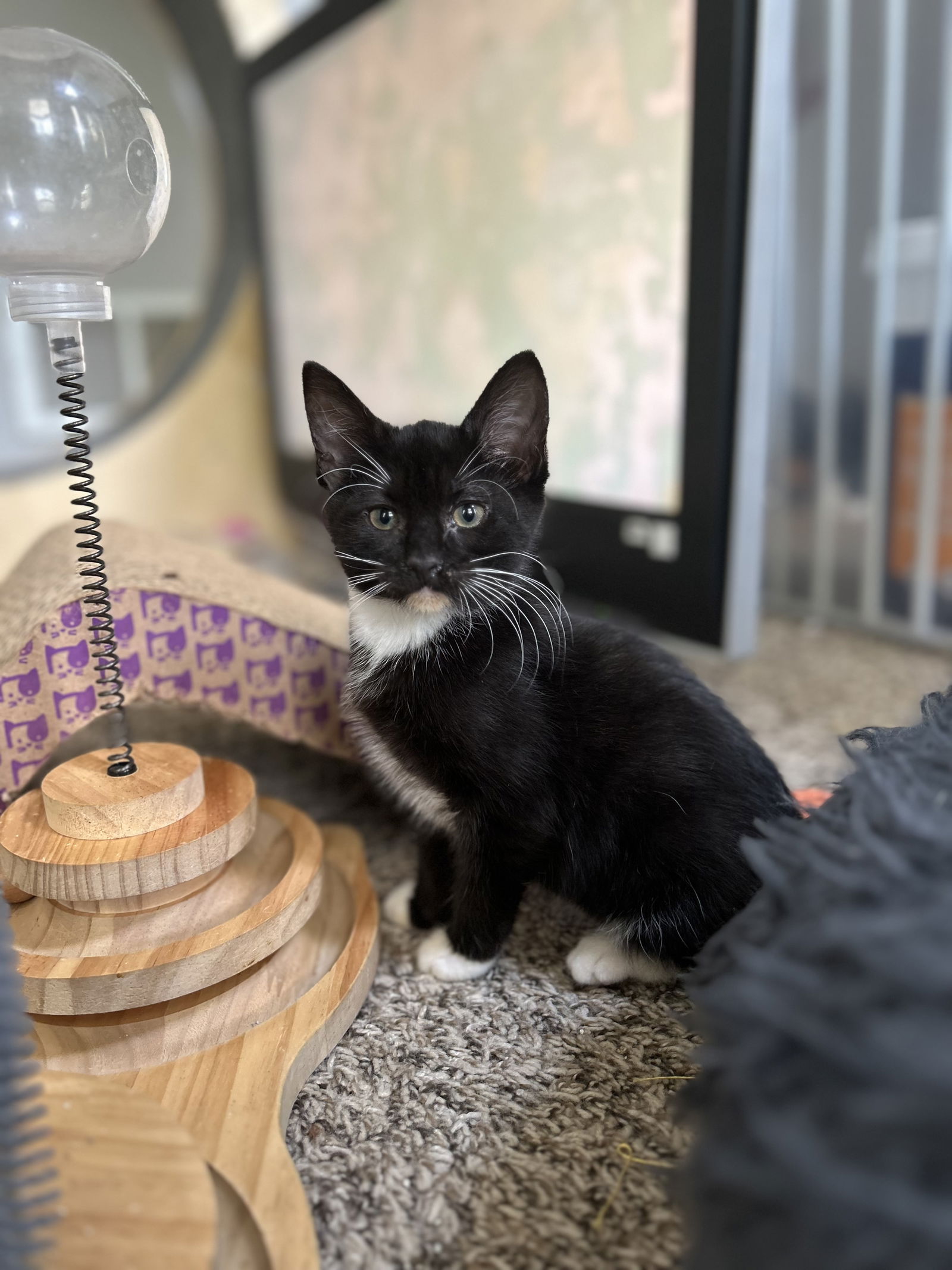 Strawberry Shortcake  Domestic Short Hair (short coat) Female