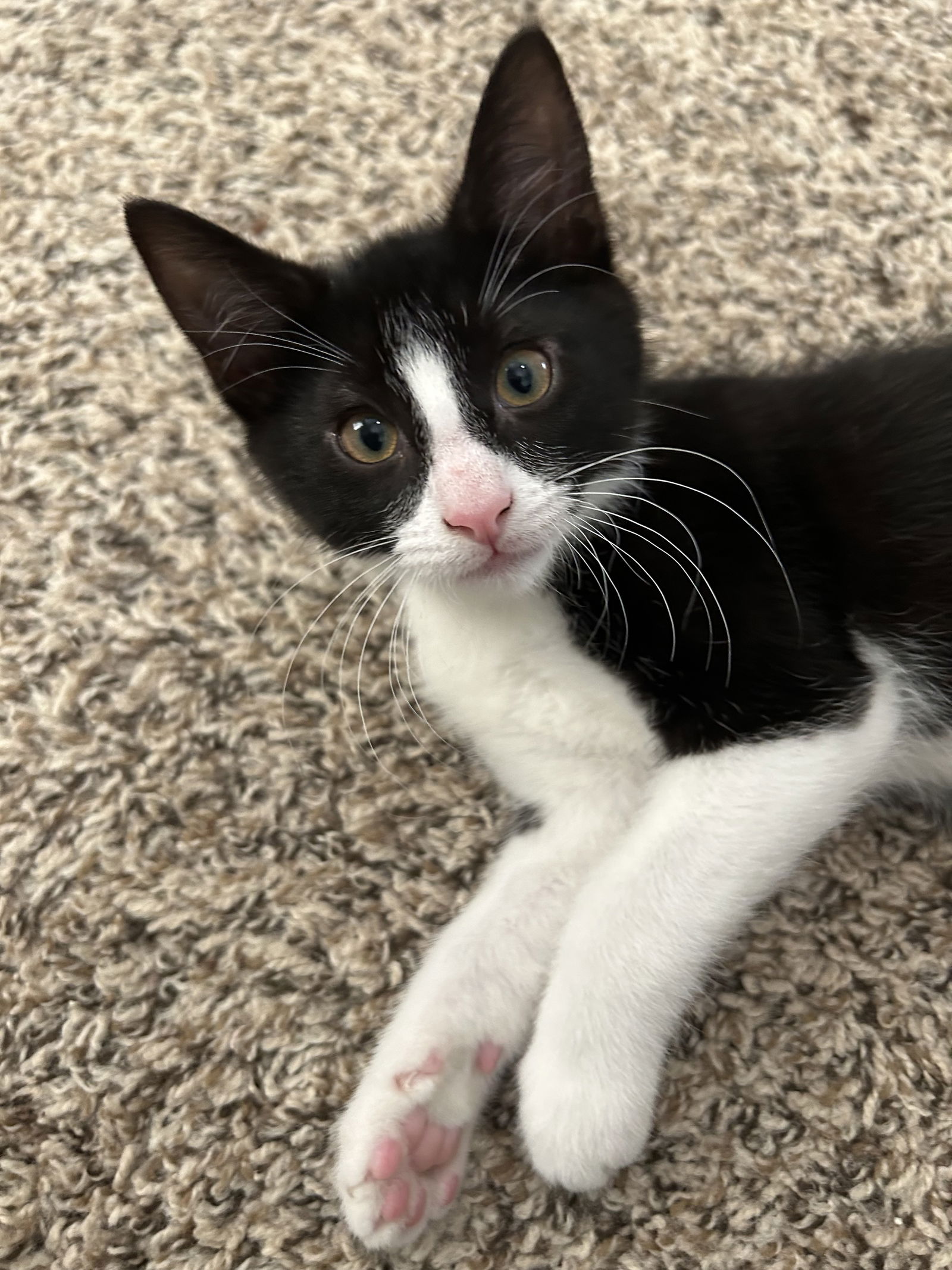 Thunder Cat  Domestic Short Hair (short coat) Male