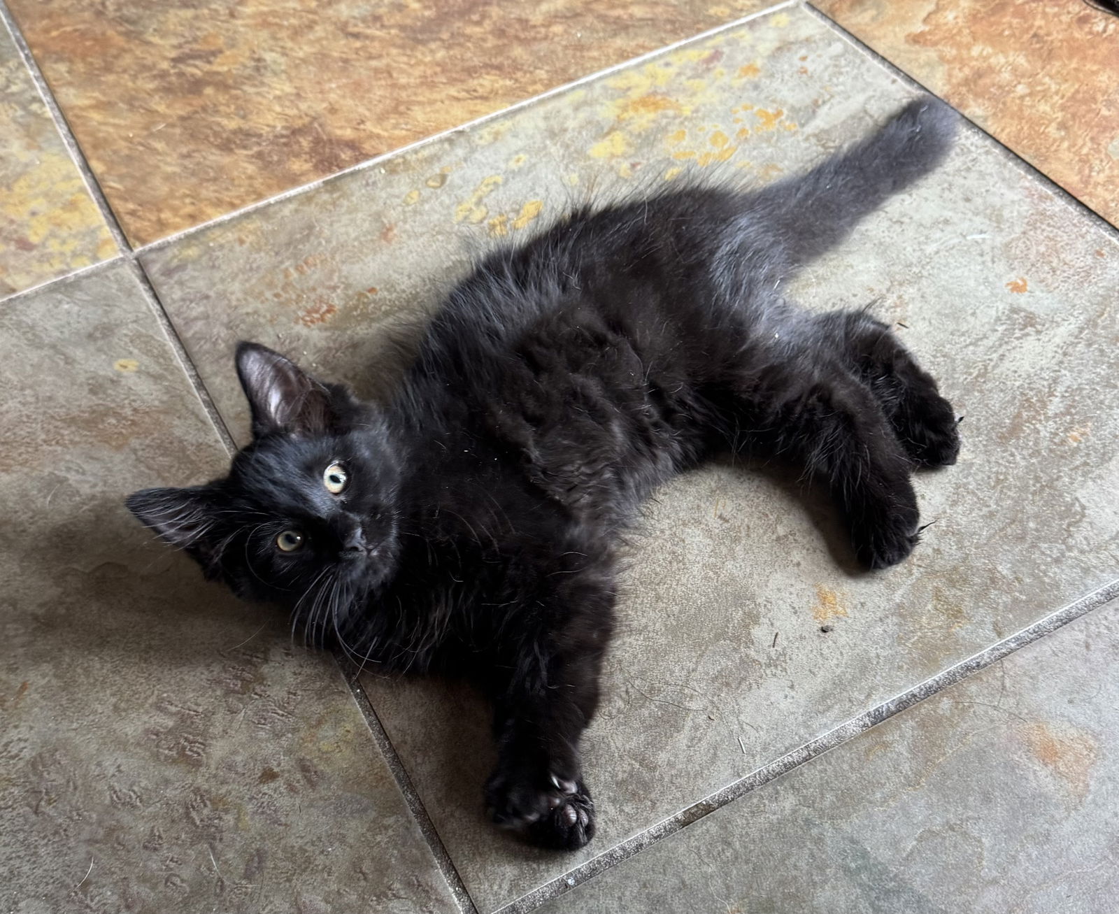 Monchichi  Domestic Short Hair (long coat) Female