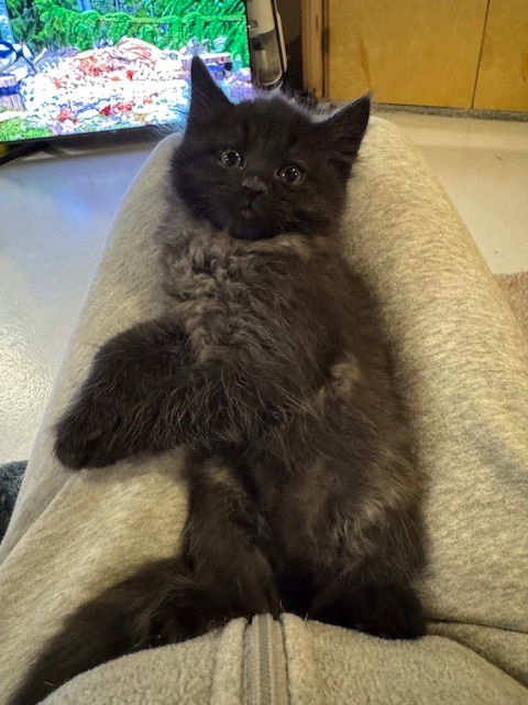 Ernie  Domestic Short Hair (short coat) Male