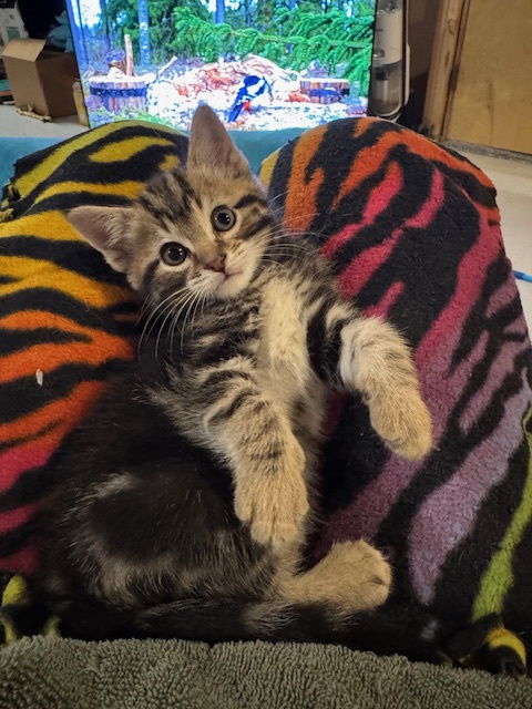 Grover  Domestic Short Hair (short coat) Male
