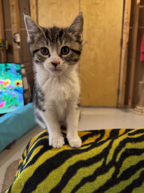 Dabby  Domestic Short Hair (short coat) Female