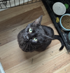 adoptable Cat in , IL named Chia