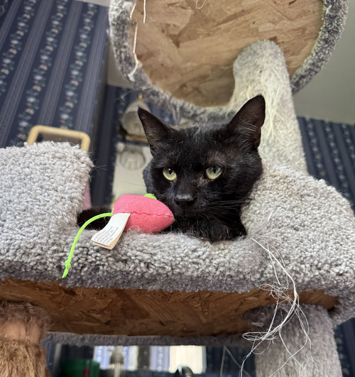 CHIA - Domestic Short Hair available for adoption