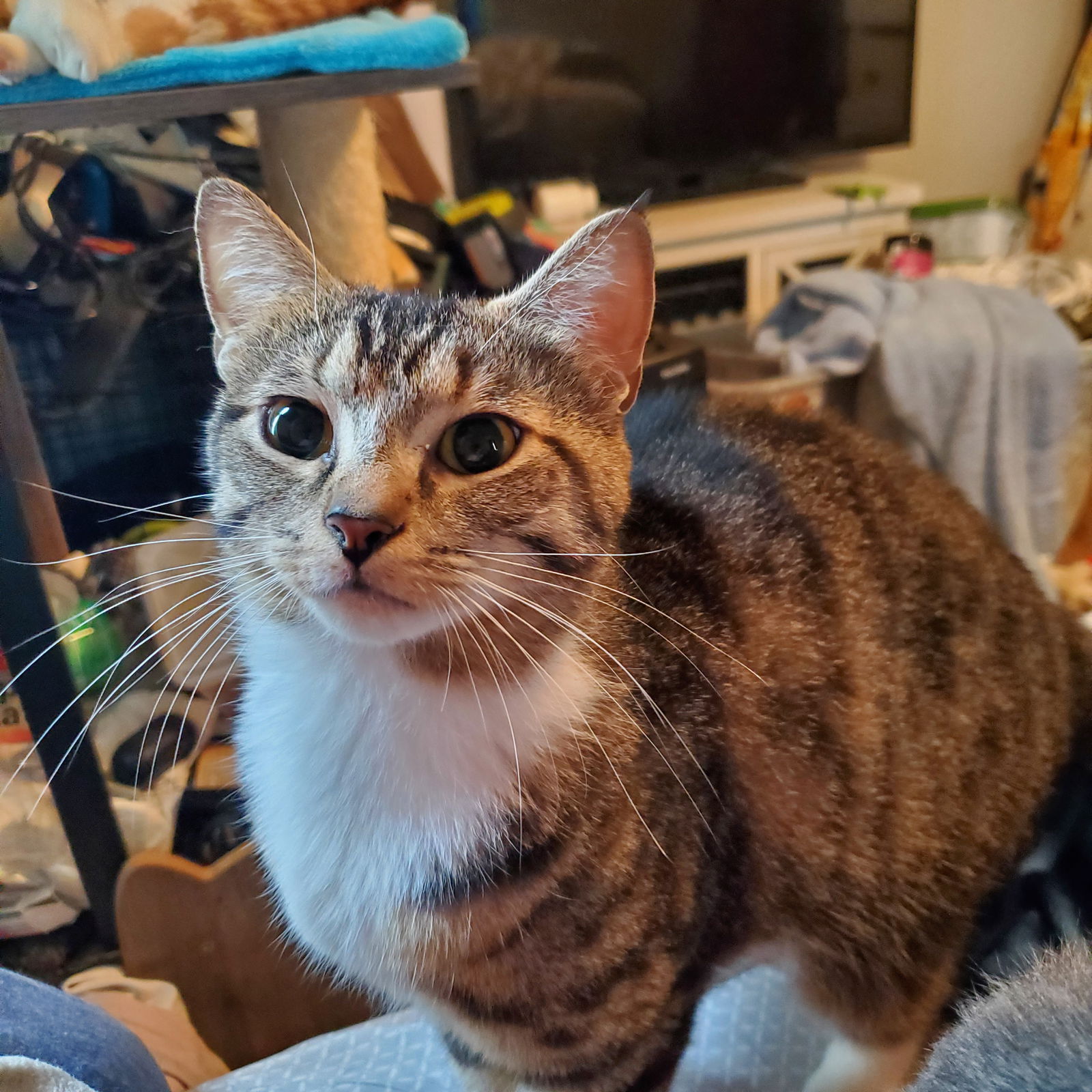 Trixie  Domestic Short Hair (short coat) Female