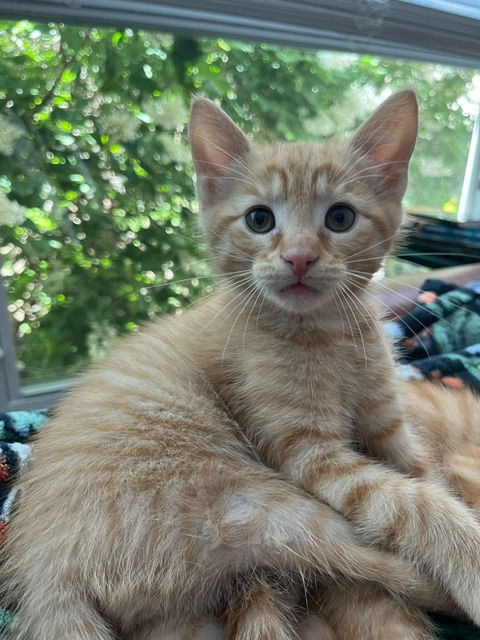 Phee  Domestic Short Hair (short coat) Female