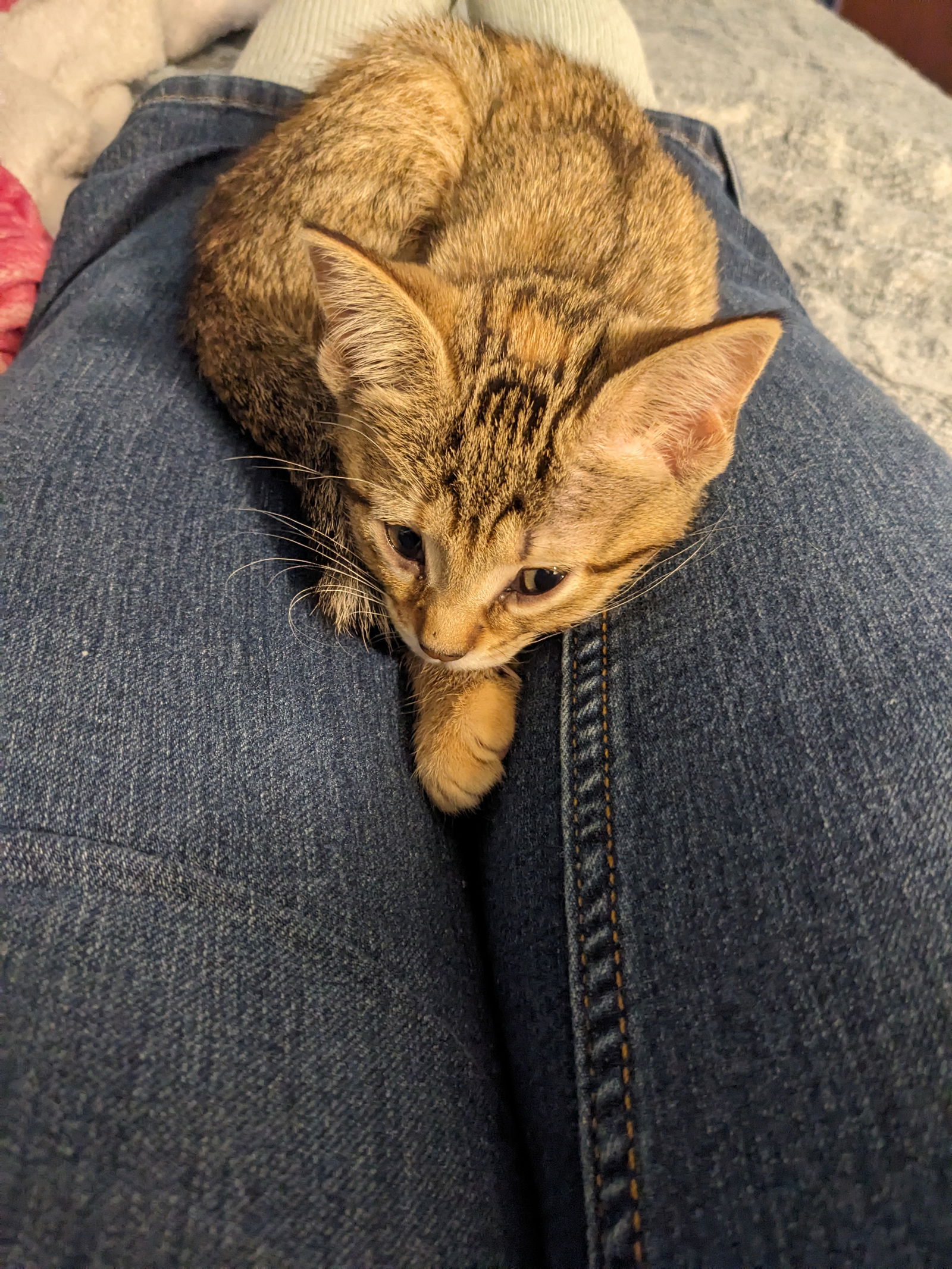 Cashew  Domestic Short Hair / Calico (short coat) Female