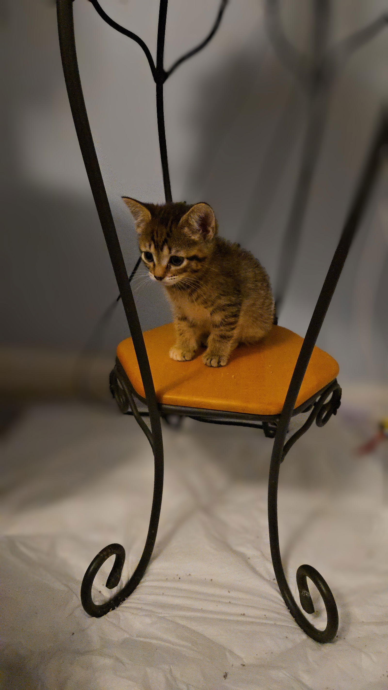 Macadamia  Domestic Short Hair (short coat) Female