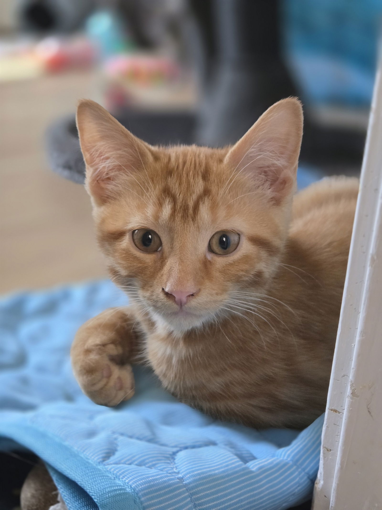 April  Domestic Short Hair / Tabby (short coat) Female