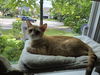 adoptable Cat in  named April