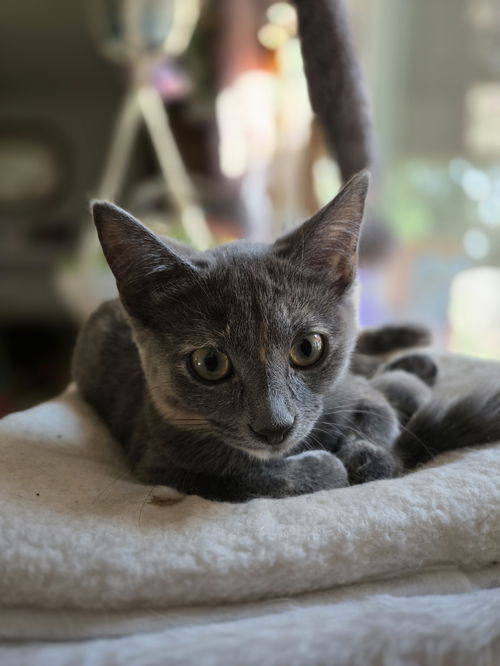 Cadbury