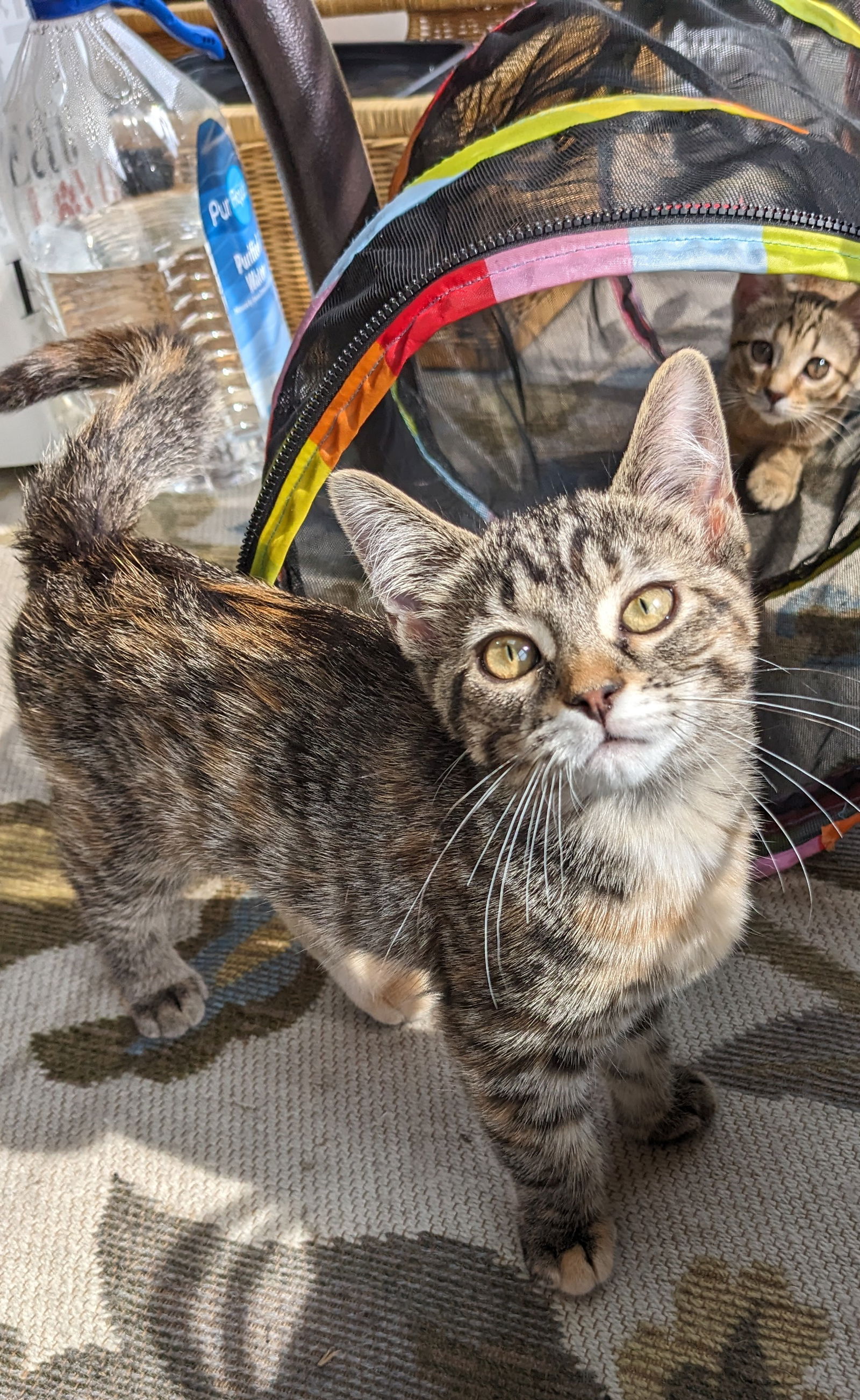 Bunny  Domestic Short Hair / Calico (short coat) Female