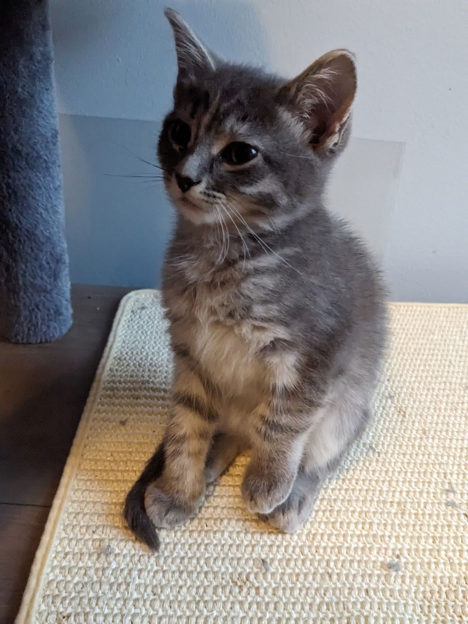 Clover  Domestic Short Hair (short coat) Male