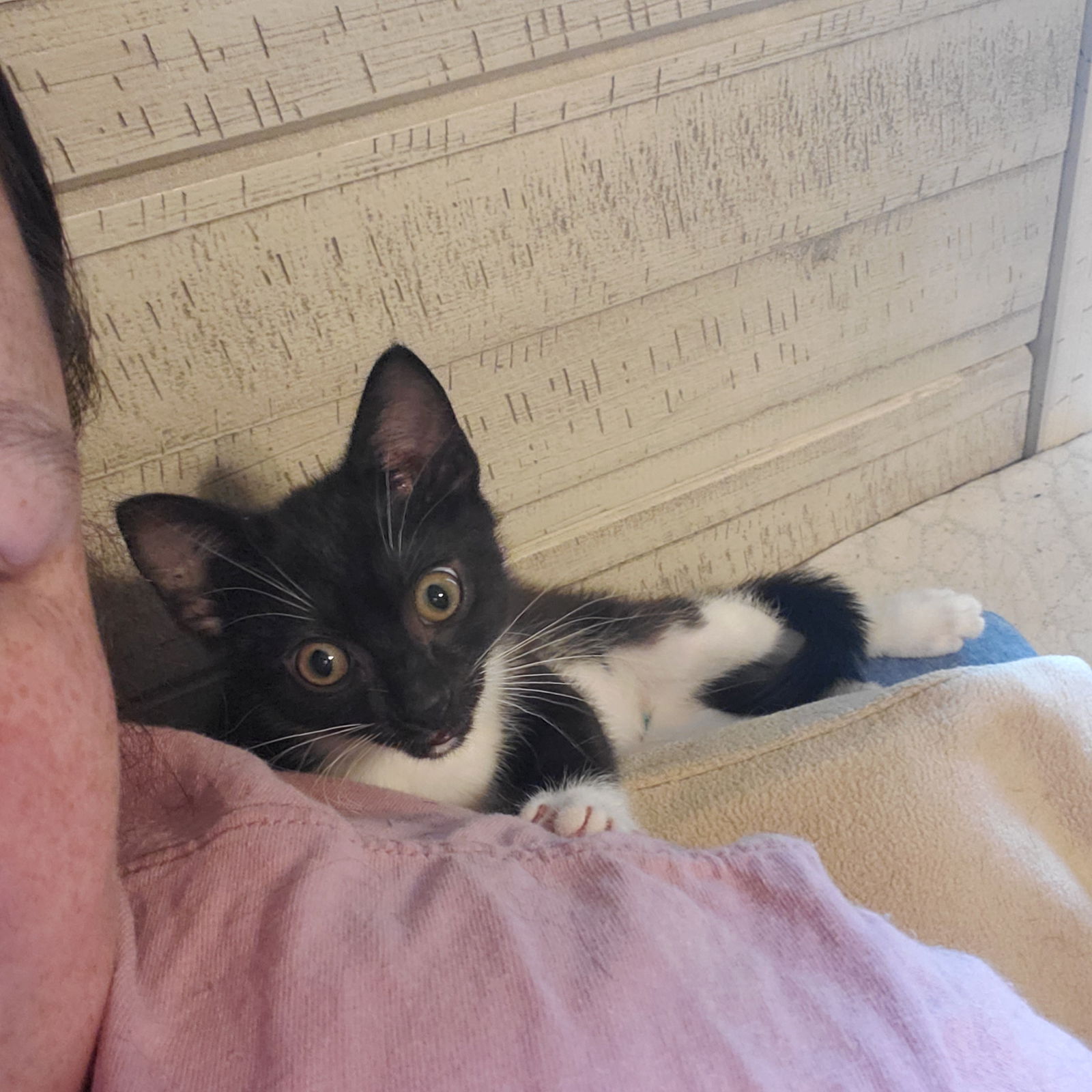Beau  Domestic Short Hair (short coat) Male