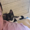 adoptable Cat in , IL named Beau