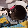Beau and Guy Fiere (Bonded) - Photo 1