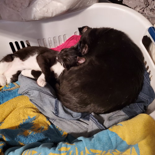 picture of the cat needing adoption
