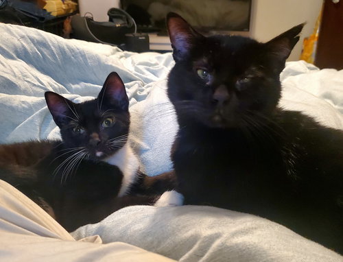 BEAU AND GUY FIERE (BONDED) - Domestic Short Hair available for adoption