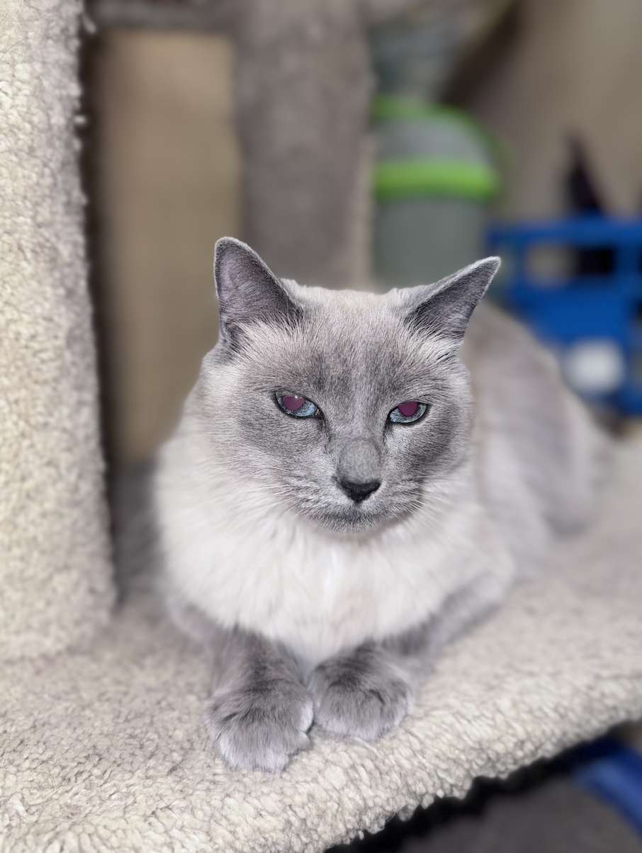Ms. Grey  Domestic Medium Hair / Ragdoll (medium coat) Female